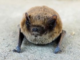 Nacht van de Vleermuis bij Lieteberg