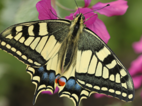 Heropening Vlindertuin vanaf 1 mei