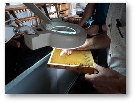 Cursus Duurzaam Imkeren - Les 9