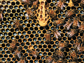 Gratis vorming Bestuivers, Steunpunt Bijenteelt: Opbouw van het volk, zwermen en zwermverhindering.