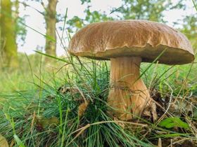 Paddenstoelenwandeling met de Nationaal Park Ranger