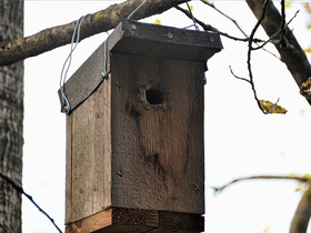 Workshop: timmer zelf een nestkastje voor je tuin.