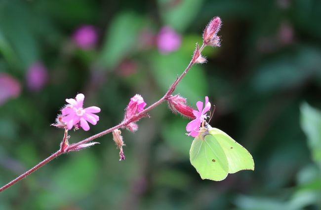 Heropening vernieuwde Vlindertuin