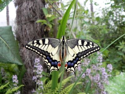 Jardin des Papillons